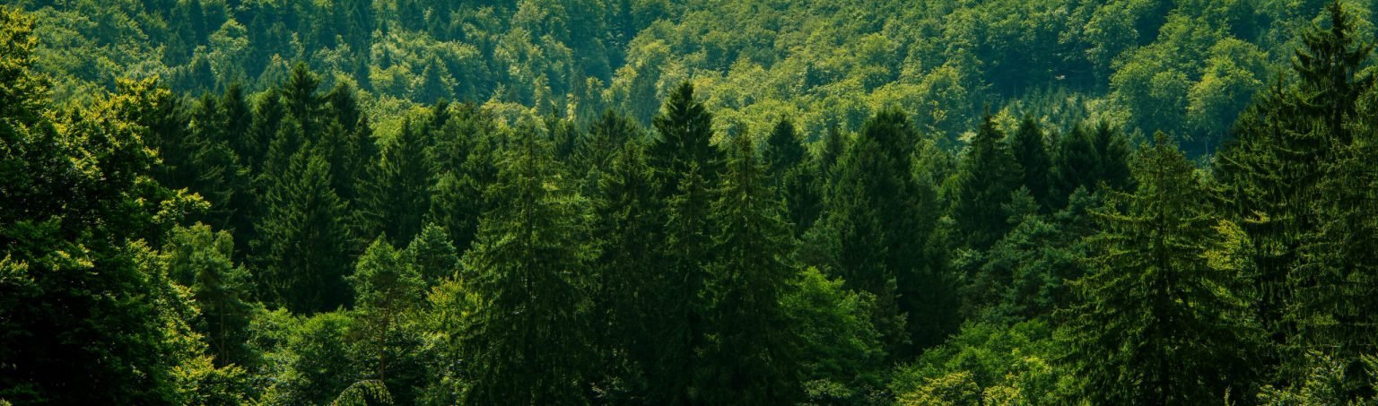 Dense evergreen forest at the treeline.