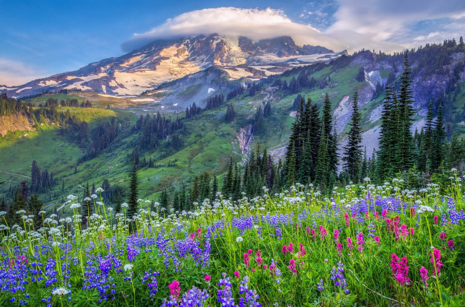 Wildflower meadow below Mount Rainier.
