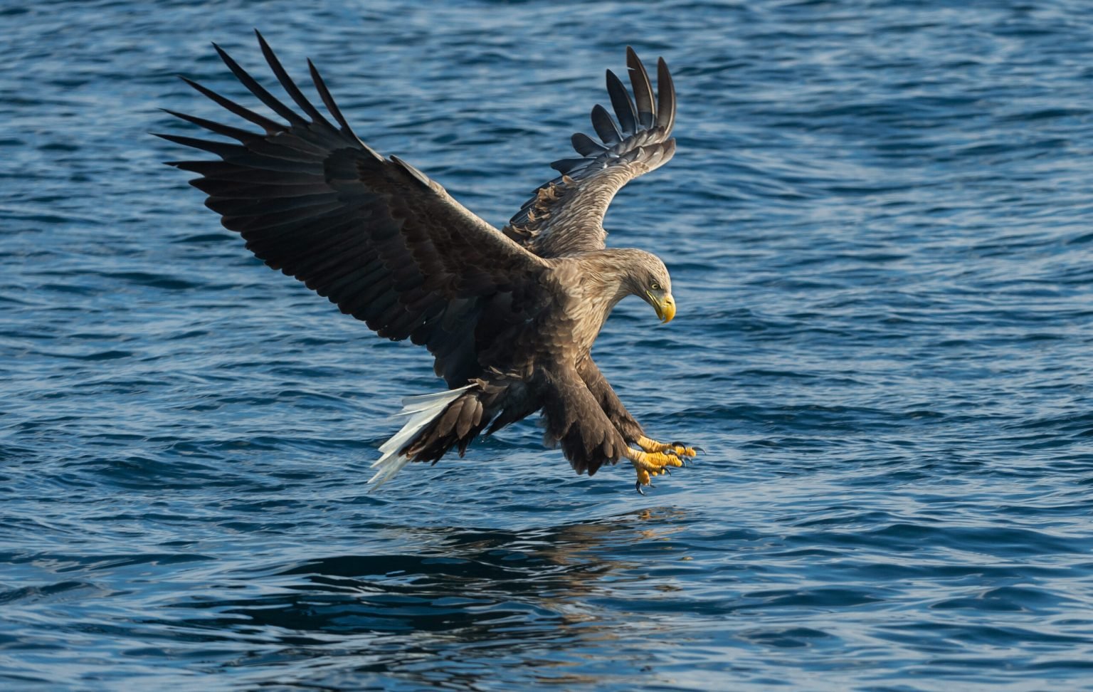 A white-tailed eagle at the instant of the strike, talons extended to the water.